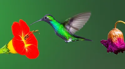 Illustration hovered - Image 1