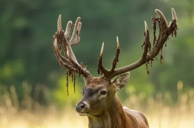 Illustration fraying - Image 1