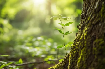 Illustration uses - Image 1