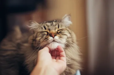 Illustration chuckled - Image 1