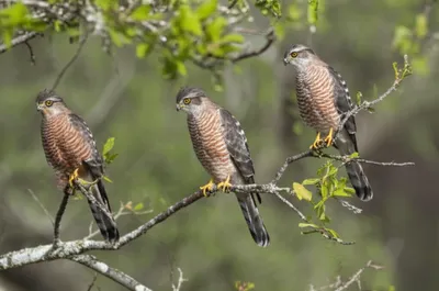 Illustration bazas - Image 1