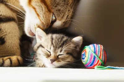 Illustration kittens - Image 1