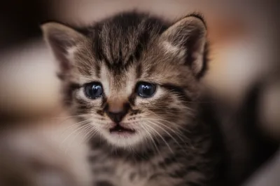 Illustration mows - Image 1