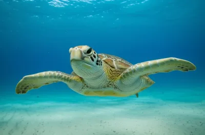 Hình ảnh minh họa paddles - Ảnh 1