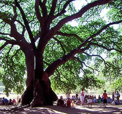 Illustration incumbency - Image 1