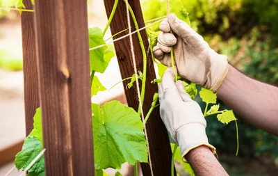 Illustration coax - Image 1