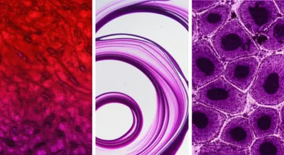 Illustration amaranth - Image 1