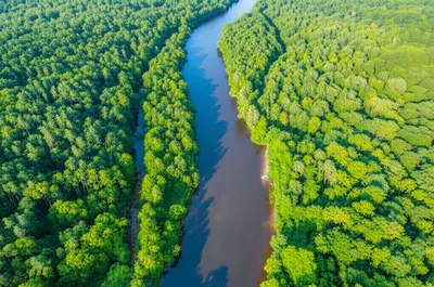 Hình ảnh minh họa bifurcating