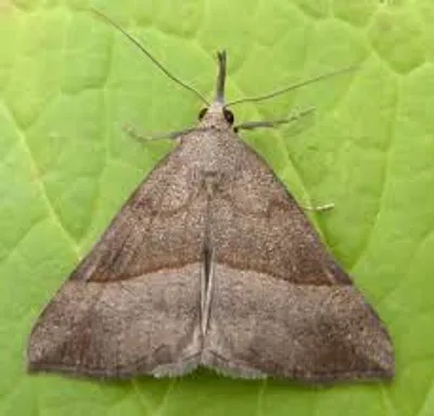 Illustration snout - Image 2