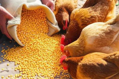 Illustration corned - Image 1