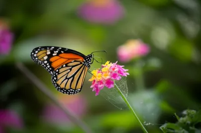 Illustration ensnares