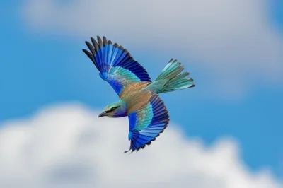 Illustration rollers - Image 1