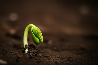 Illustration verdant - Image 1