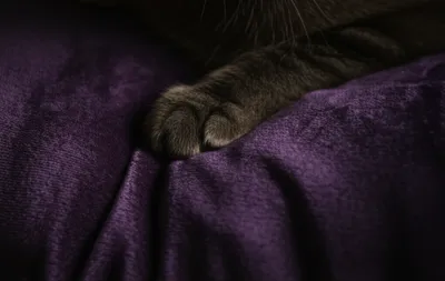 Hình ảnh minh họa velvet - Ảnh 1