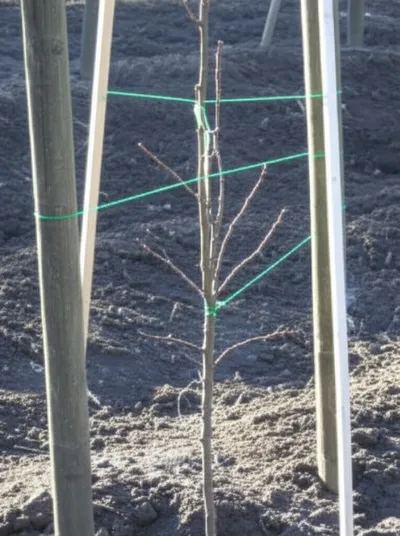 Illustration wired - Image 1