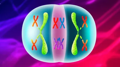 Illustration mitosis - Image 1