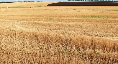 Illustration hookers - Image 1