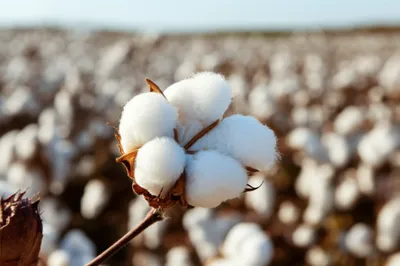 Illustration bole - Image 1