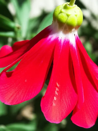 Illustration ovary - Image 1