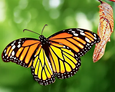 Illustration imagos - Image 1