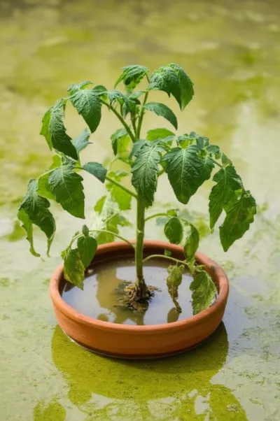 Illustration waterlogged