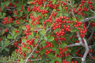 Illustration cornel - Image 1