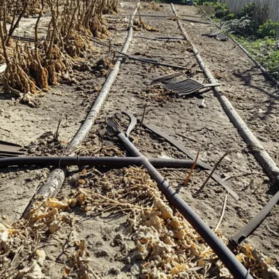 Hình ảnh minh họa festering - Ảnh 1