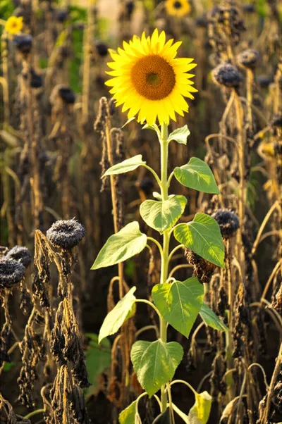 Hình ảnh minh họa prevails - Ảnh 1