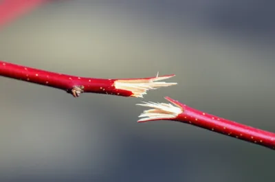 Illustration snaps - Image 1