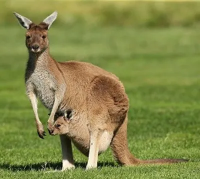 Illustration kangaroo - Image 2