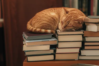 Illustration above - Image 1