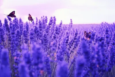 Illustration slept - Image 1