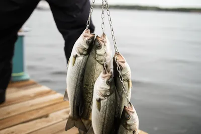 Illustration stringer - Image 1