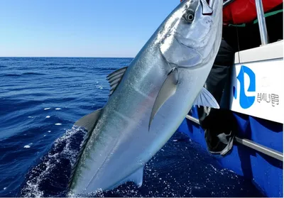 Illustration kob - Image 1