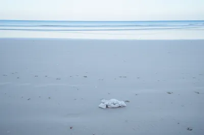 Illustration shirttails - Image 1