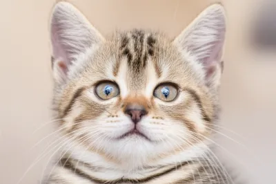 Illustration kitty - Image 1