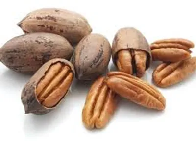 Illustration pecan - Image 2