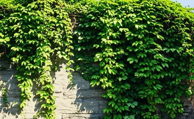 Illustration vines - Image 1