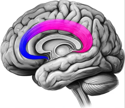 Illustration caudate - Image 1