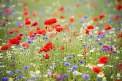 Illustration prettiest - Image 1