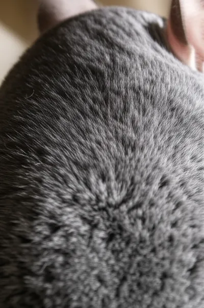 Illustration furs - Image 1