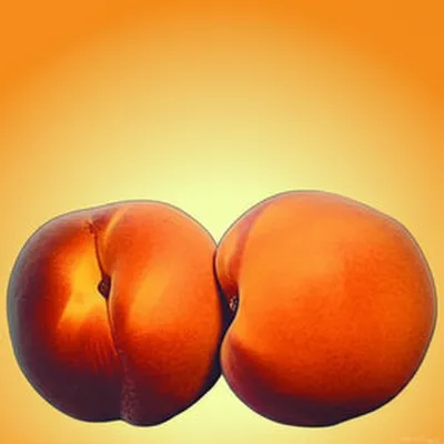 Illustration arse - Image 1