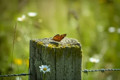 Illustration rustic - Image 1