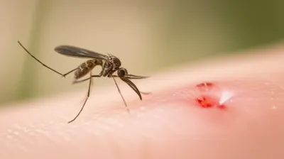 Illustration sandfly - Image 1