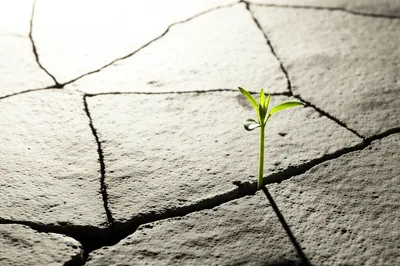 Illustration viable - Image 1