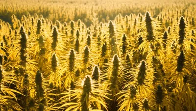 Illustration hay - Image 1