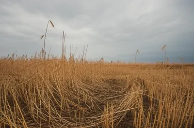 Illustration decimation - Image 1