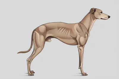 Illustration leaner - Image 1