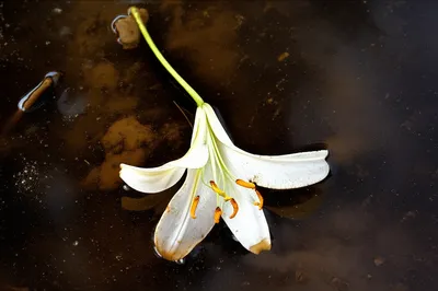 Illustration dishonorable