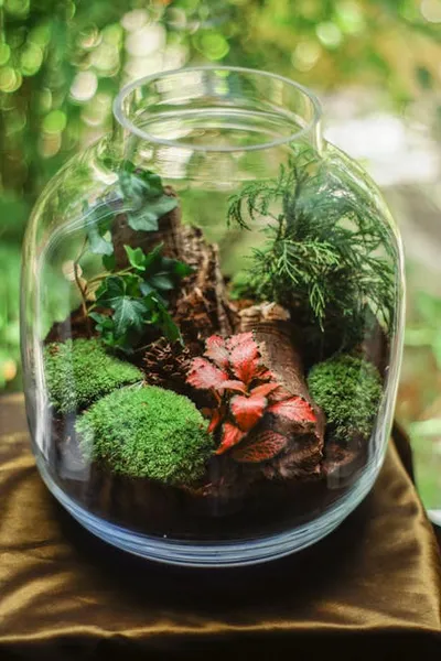 Illustration terrarium - Image 2